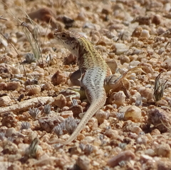 Meroles suborbitalis