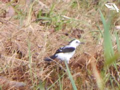 Fluvicola pica
