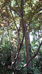 Prunus cerasifera pissardii