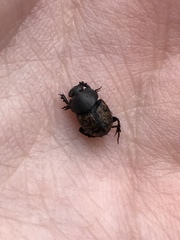 Onthophagus nuchicornis