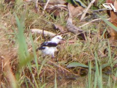 Fluvicola pica