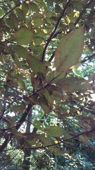 Prunus cerasifera pissardii