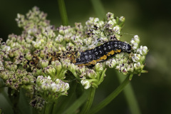 Depressaria daucella