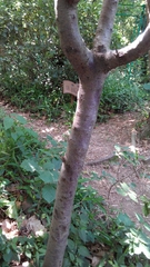 Prunus cerasifera pissardii