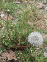 Taraxacum mongolicum
