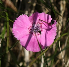 Dianthus alpinus