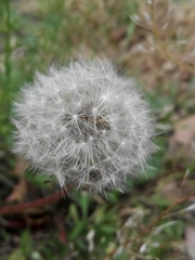 Taraxacum mongolicum