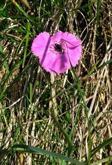 Dianthus alpinus