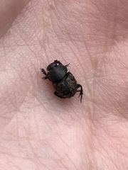 Onthophagus nuchicornis