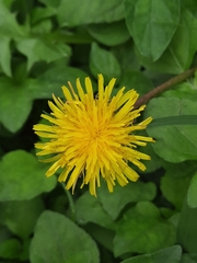 Taraxacum officinale