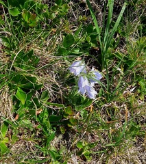 Campanula alpina