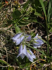Campanula alpina