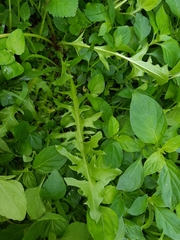 Taraxacum officinale