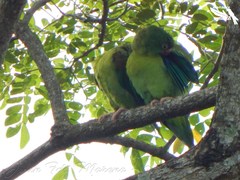 Brotogeris jugularis