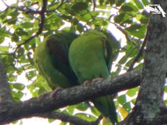 Brotogeris jugularis