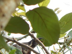 Saltator olivascens