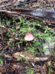 Mycena mariae