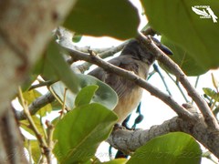 Saltator olivascens