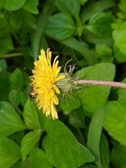 Taraxacum officinale