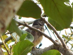 Saltator olivascens