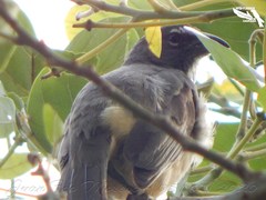 Saltator olivascens