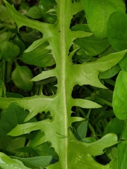 Taraxacum officinale