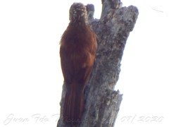 Dendroplex picus