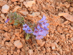 Penstemon bracteatus