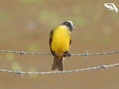 Myiozetetes similis
