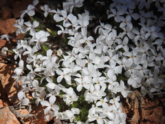 Linanthus caespitosus