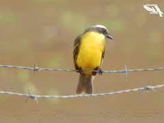 Myiozetetes similis