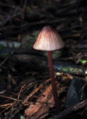 Mycena mariae