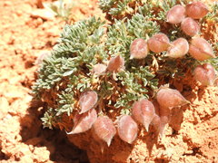Oxytropis oreophila
