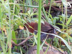 Laterallus albigularis