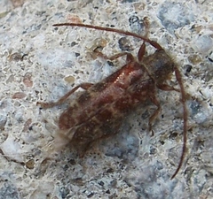 Eupogonius tomentosus