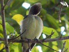Elaenia flavogaster