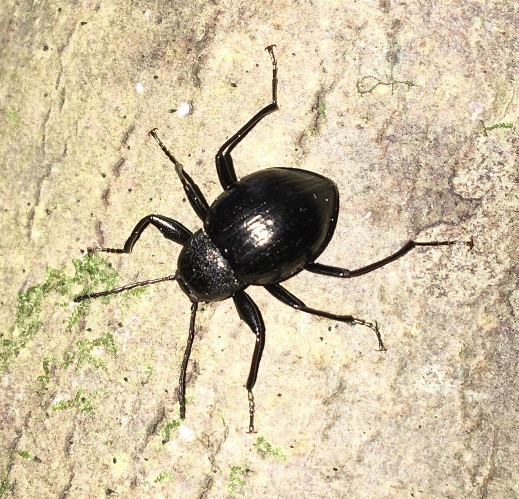 Contracted Darkling Beetle
