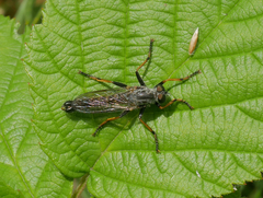 Neomochtherus geniculatus
