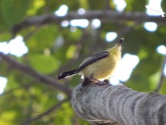 Todirostrum cinereum