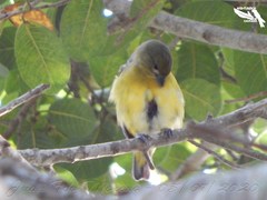 Passeriformes