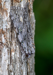 Catocala coccinata