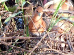 Laterallus albigularis