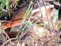 Laterallus albigularis