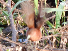 Laterallus albigularis