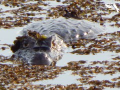 Caiman crocodilus fuscus