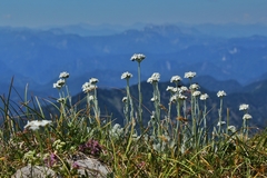 Achillea clavennae