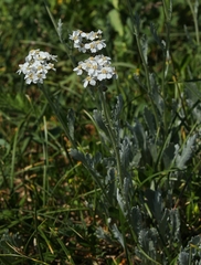 Achillea clavennae