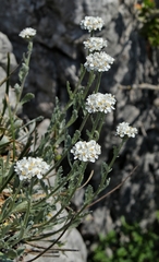 Achillea clavennae