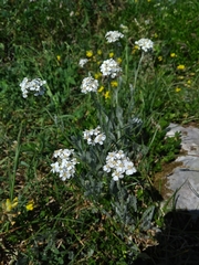 Achillea clavennae