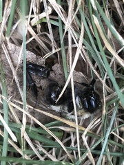 Bombus impatiens